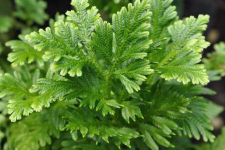 tanaman herbal, daun sehat, daun jamu