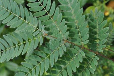daun, obat herbal, obat tradisional